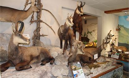 Musée de la Faune