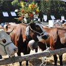Foire d'Automne d'Abondance