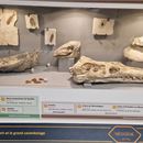 Musée de Préhistoire et Géologie Jean Hallemans